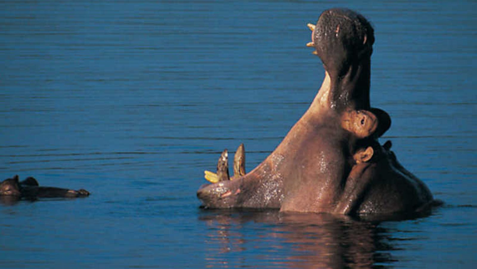 Grandes documentales - La supremacía del hipopótamo - ver ahora