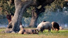 China impondrá aranceles de hasta el 62% a la carne de cerdo europea