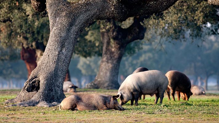 Telediario 1 - China impondrá aranceles de hasta el 62% a la carne de cerdo europea