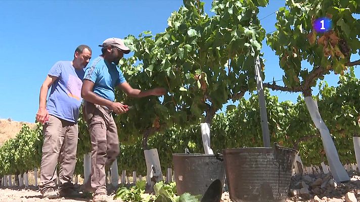 L'Informatiu - Verema inclusiva