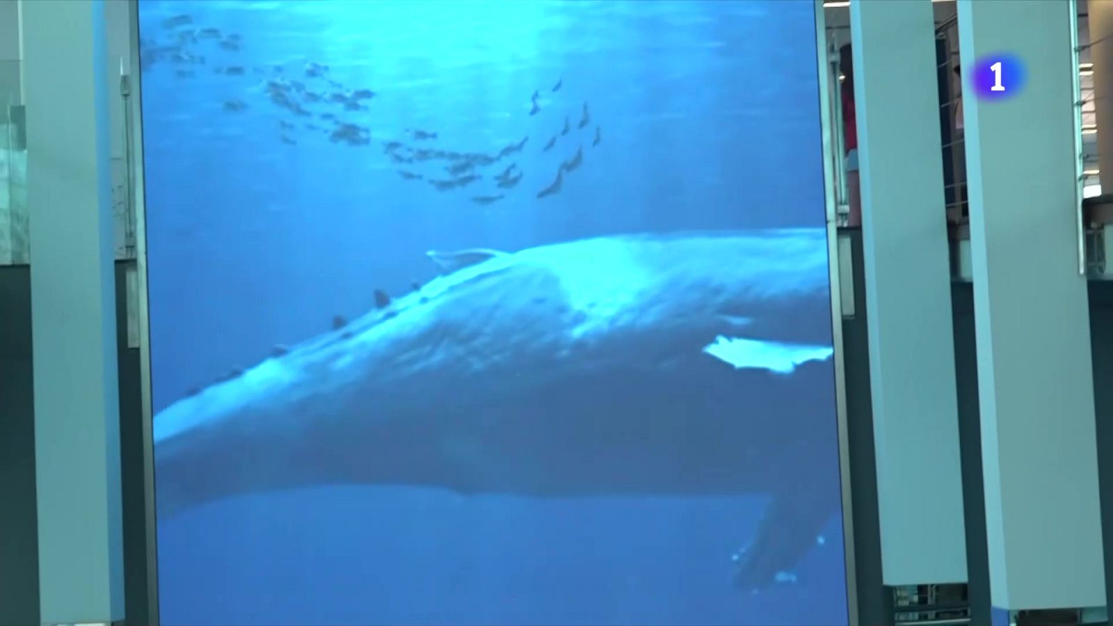 30 anys d'aquàrium a Barcelona