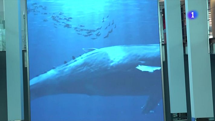 L'Informatiu - 30 anys d'Aquàrium a Barcelona