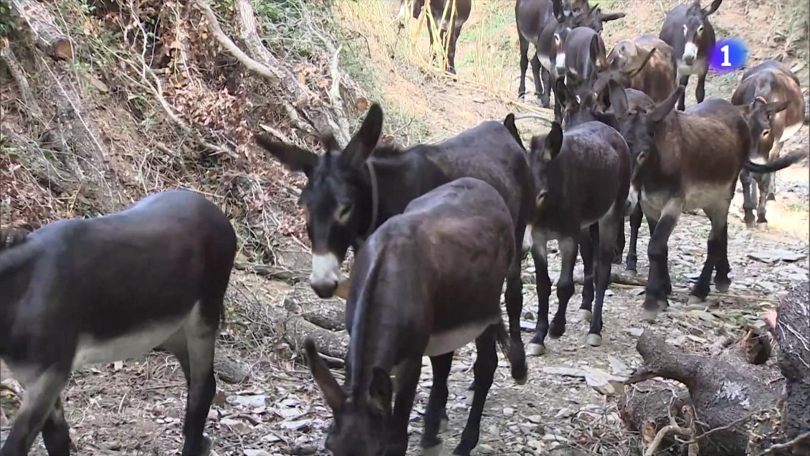 Campanya per salvar de l'extinció el ruc català