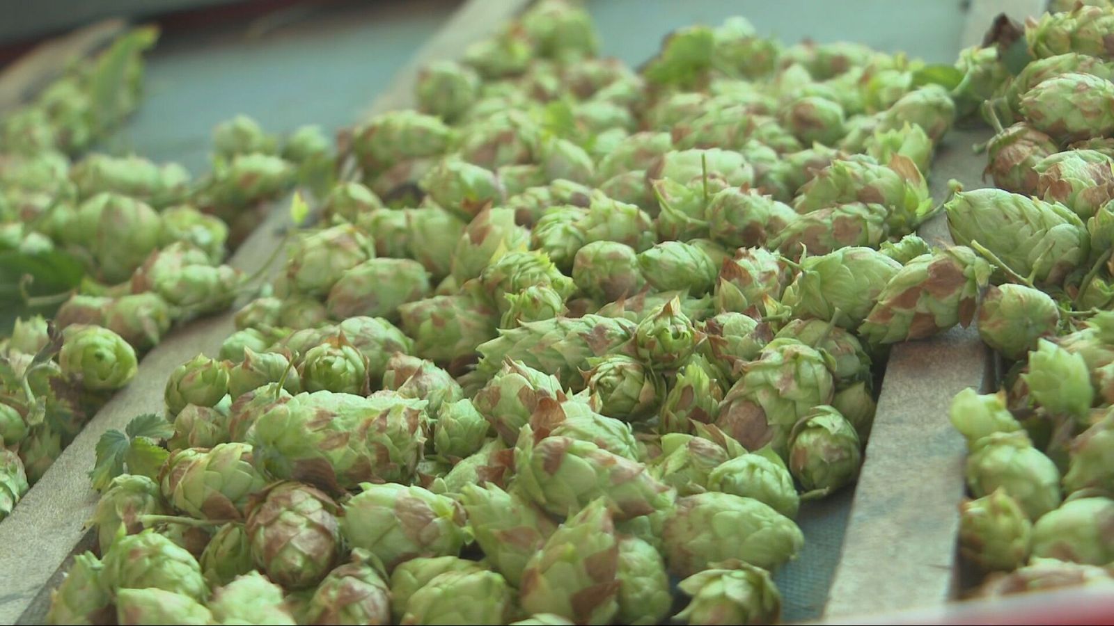 El llúpol de Prades s'adapta al canvi climàtic