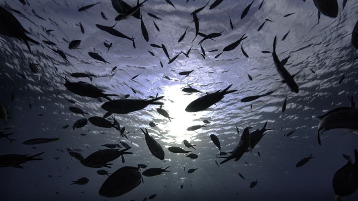 Somos documentales - La vida en las alturas. El dosel arbóreo - Somos Documentales | Ver documental