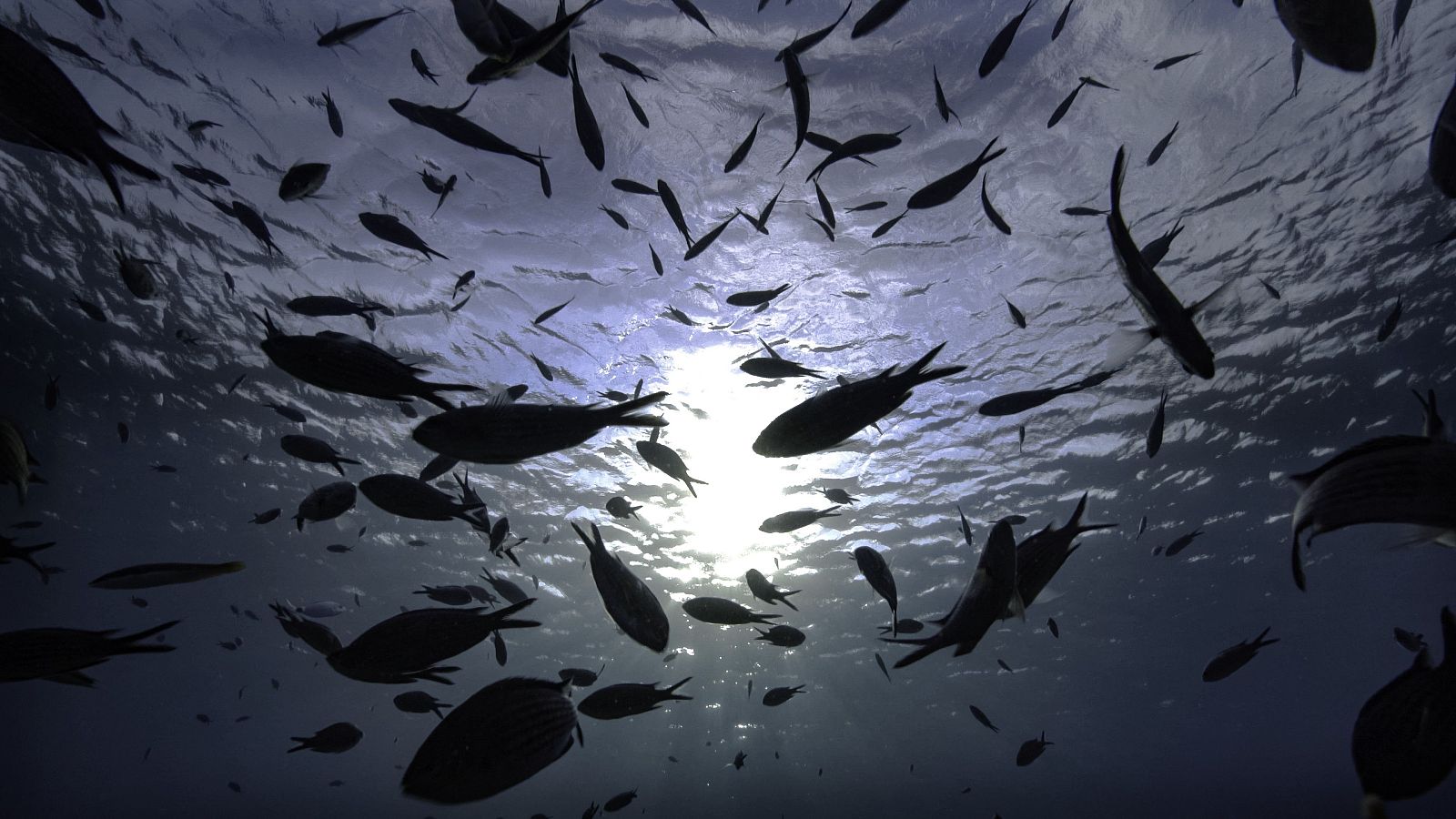 Somos documentales - La vida en las alturas. El dosel arbóreo - Somos Documentales | Ver documental