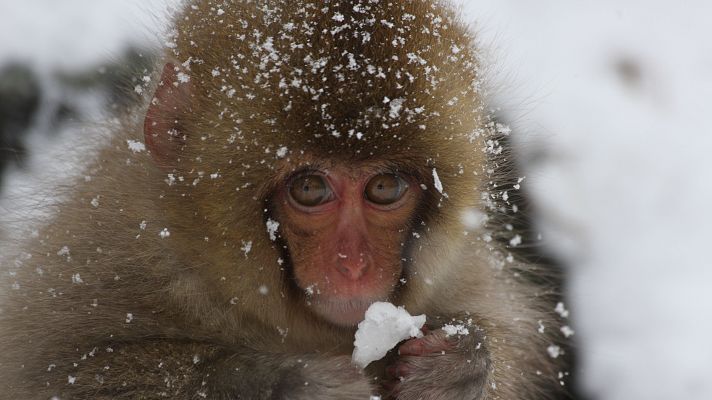 Somos documentales - Animales adorables - Somos Documentales | Ver documental