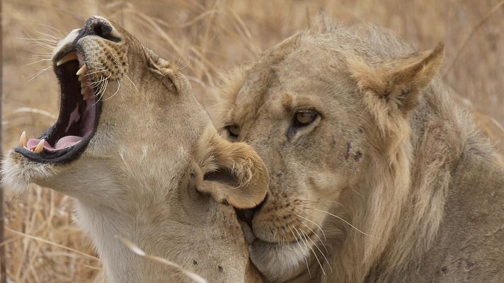 Somos Documentales - Amor salvaje