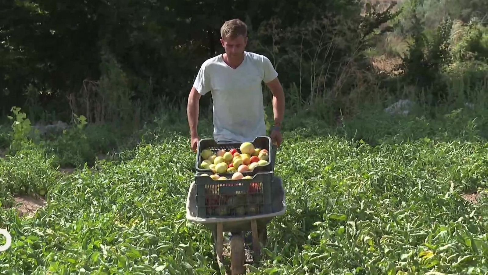 Agrosfera - 13/09/25 - Agrosfera | Ver