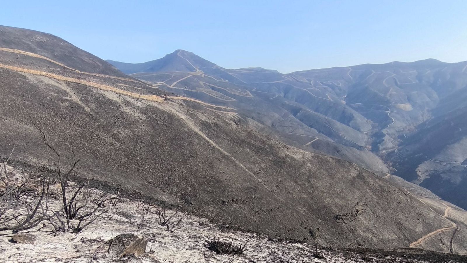 Bancos de semillas para reforestar bosques quemados | Ver