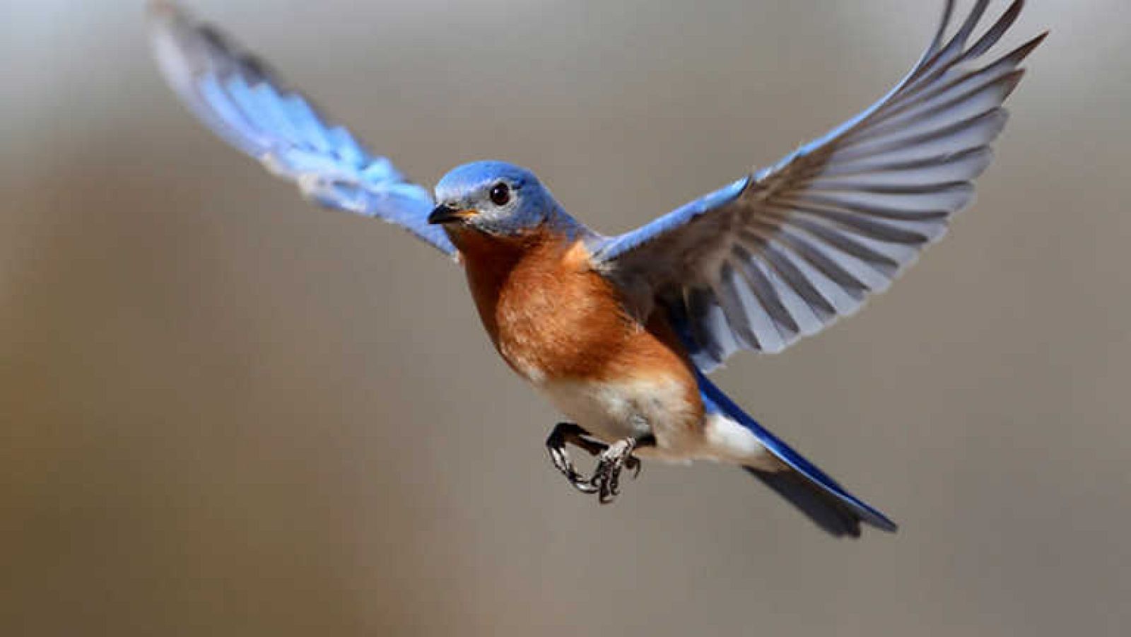 Docufilia - Historia de la vida: La evolución de las plumas - Ver ahora