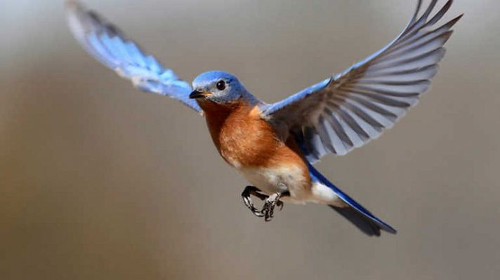 Documenta2 - Historia de la vida: La evolución de las plumas