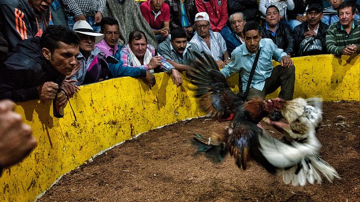 Telediario Fin de Semana - Colombia prohíbe las peleas de gallos y las asociaciones de las conocidas como 'galleras' responden