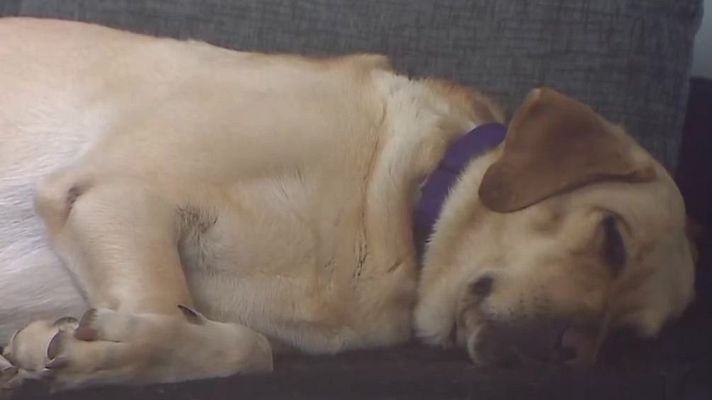 Mañaneros 360 - Su perra le salva la vida cada día