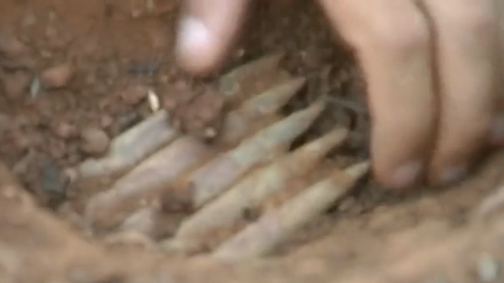 Noticias de Castilla-La Mancha - Exhumación de la fosa de Enebrá Socarrá (Abánades, Guadalajara)