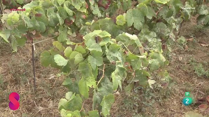 Somos 8 - Somos 8 - 16/09/2025