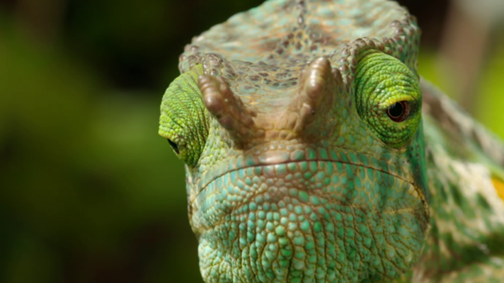Planeta selva - La selva de los espíritus. Madagascar