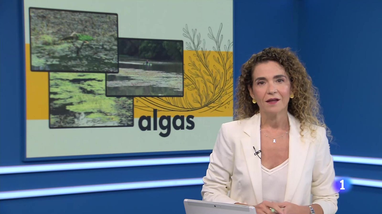 El Ebro sufre una plaga de algas a su paso por Logroño | Ver