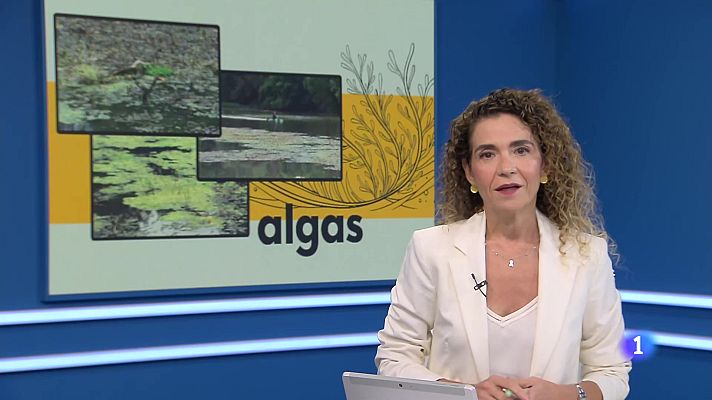  - El Ebro sufre una plaga de algas a su paso por Logroño