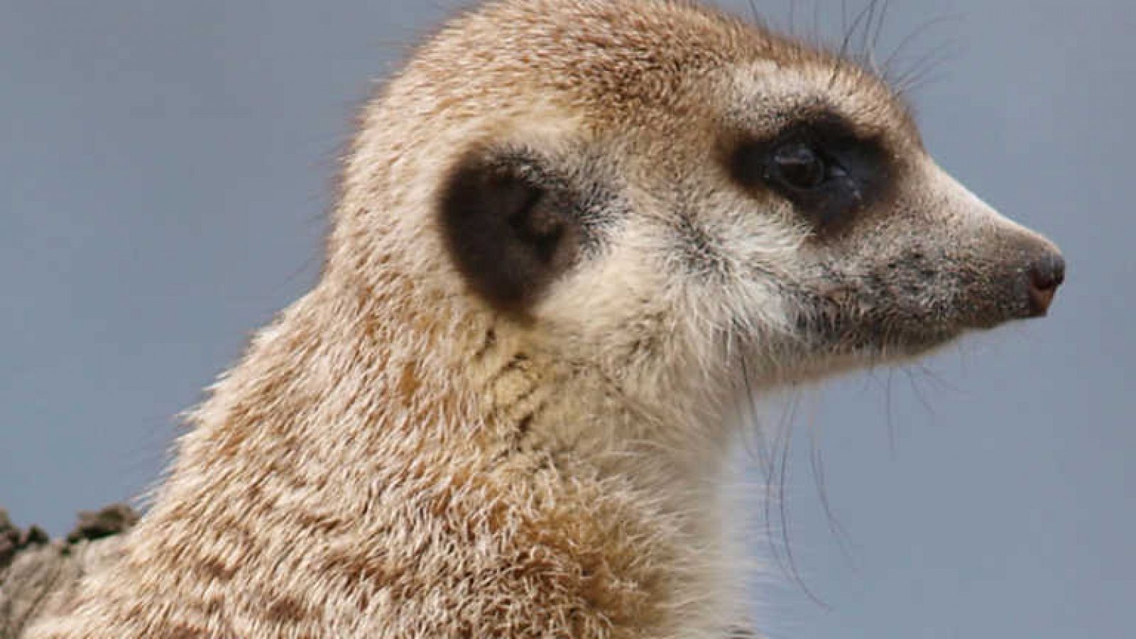 Grandes documentales - Los granujas de Selous - Ver ahora