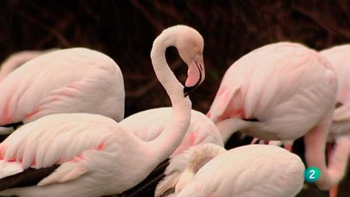 Biodiario - Biodiario - 23/01/13