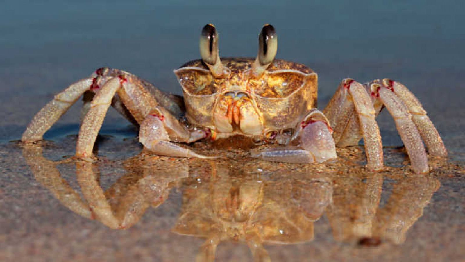 Docufilia - Historia de la vida: La llegada a la Tierra - Ver ahora