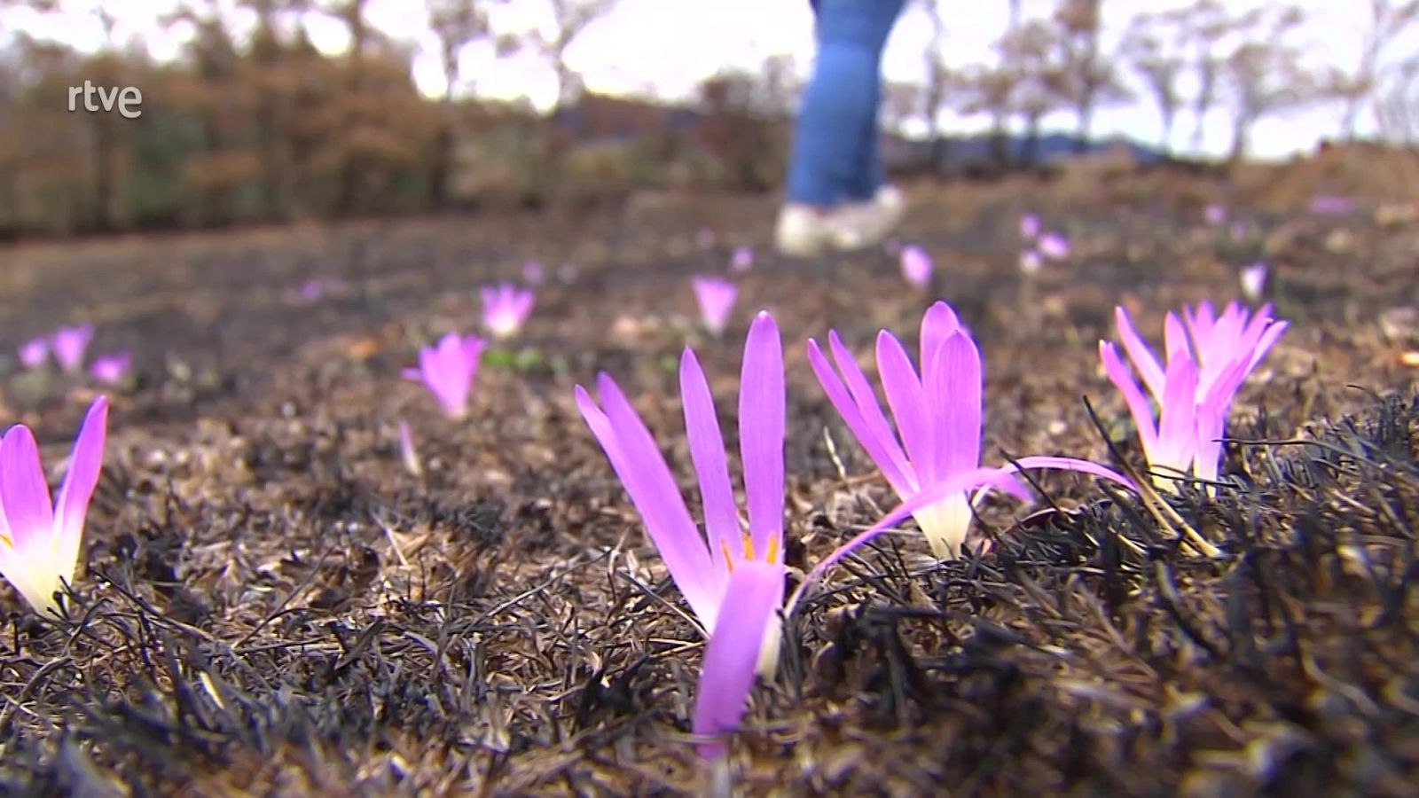Resurgir de las cenizas - Aquí hay trabajo | Ver