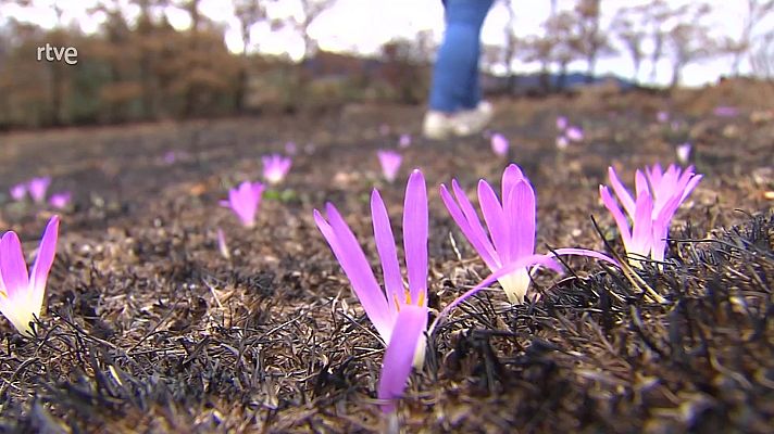 Aquí hay trabajo - Resurgir de las cenizas