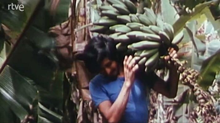 Los frutos de El Dorado - El banano