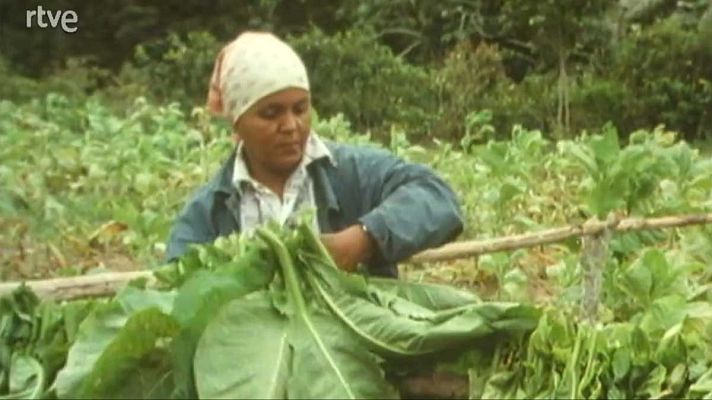Los frutos de El Dorado - El tabaco