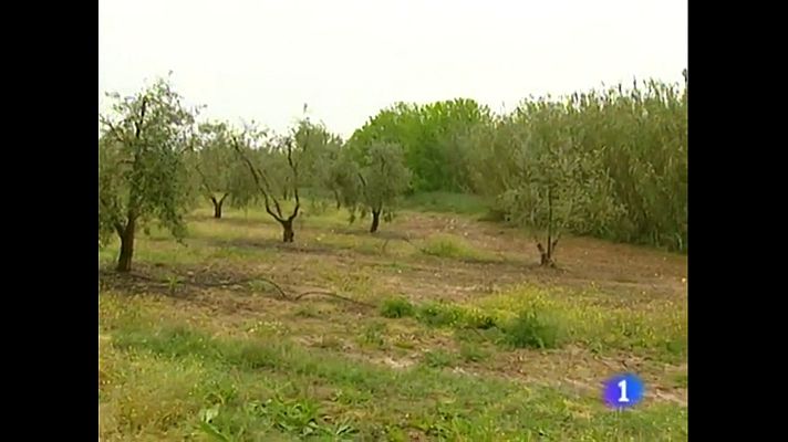 Noticias de Extremadura - Dificultades en la fosa de la finca El Valle (Arroyo de San Serván, Badajoz)