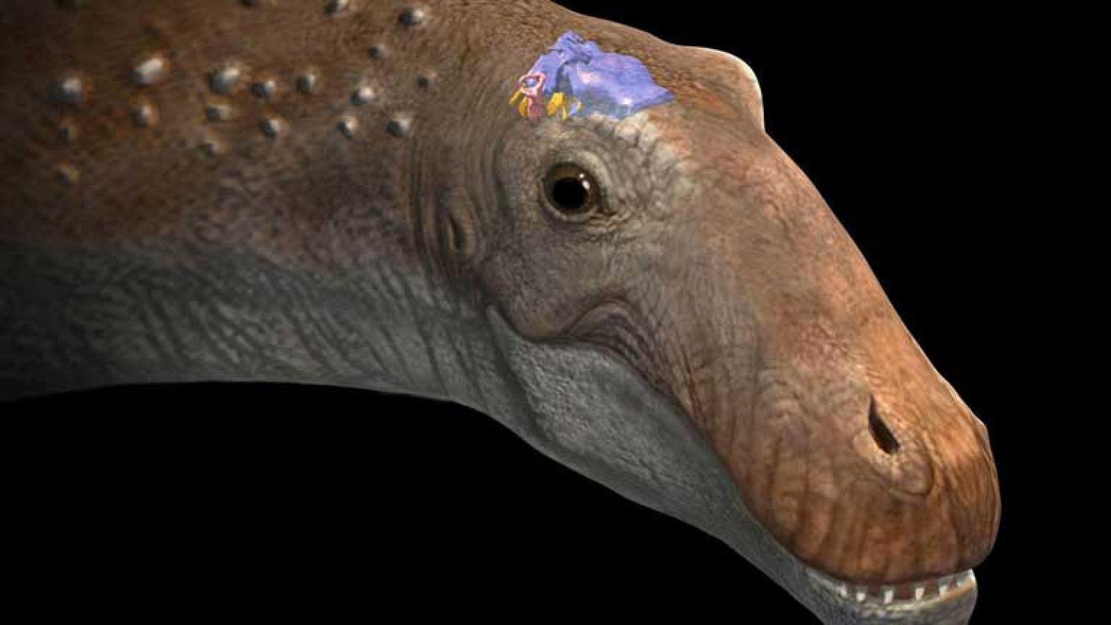 Reconstrucción en tres dimensiones del cerebro de un dinosaurio
