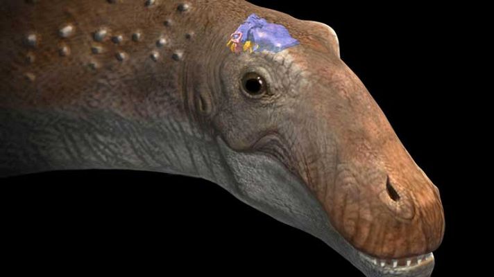 Telediario 1 - Reconstruyen el cerebro de un dinos