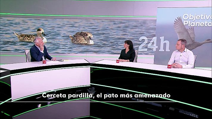 Objetivo Planeta - Cerceta pardilla, el pato más amenazado