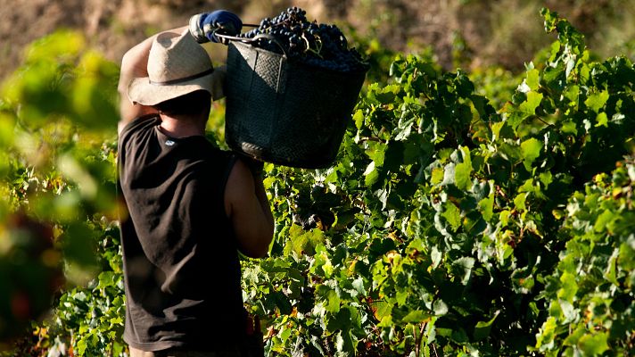 Telediario 2 - España vive la segunda vendimia más corta del siglo con el precio de la uva sin subidas