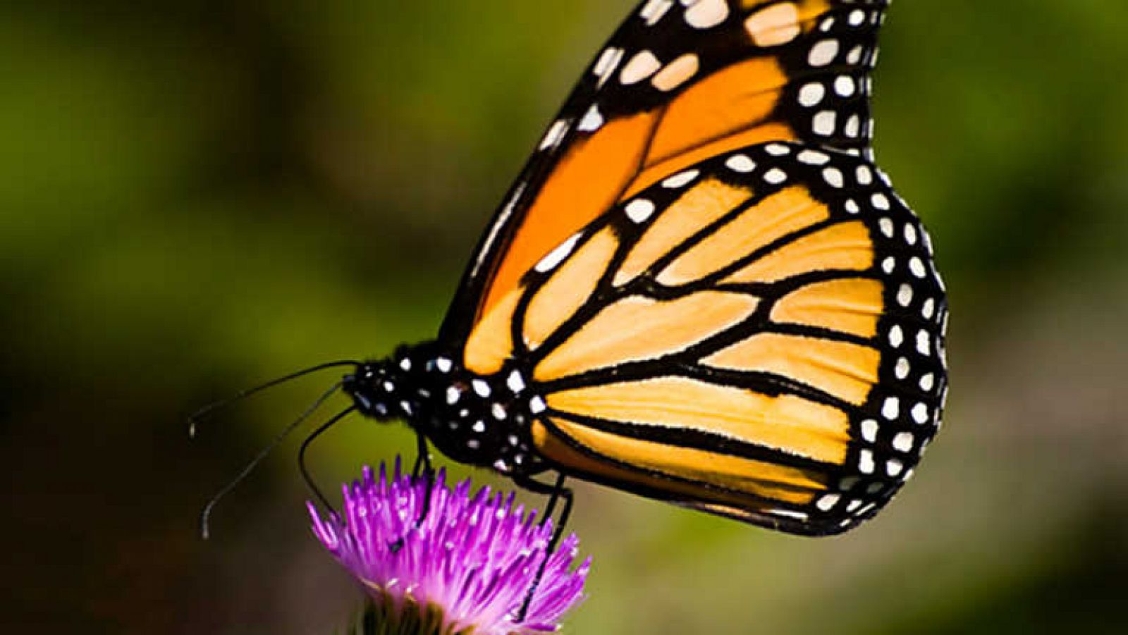 Grandes documentales - Cuatro alas para un milagro - ver ahora
