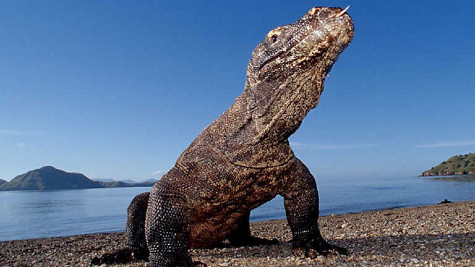 Docufilia - Historia de la vida: El apareamiento - ver ahora