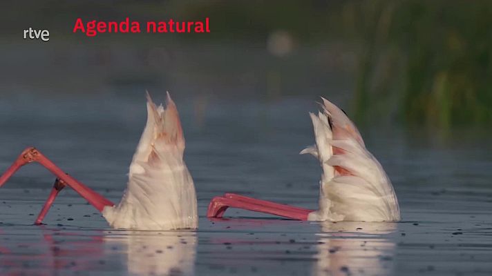 La aventura del Saber - Agenda natural