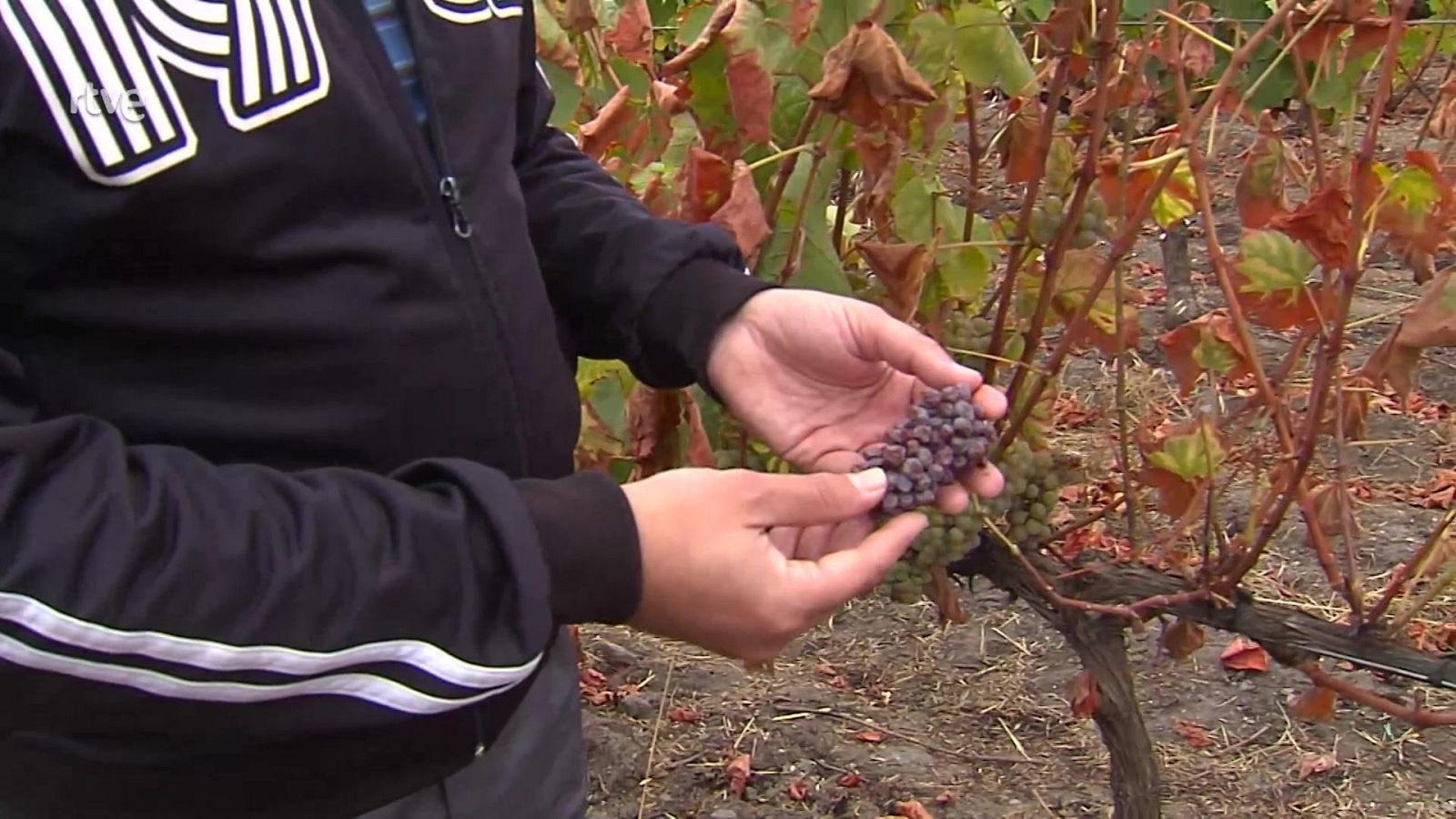 La vendimia del fuego - Aquí hay trabajo | Ver
