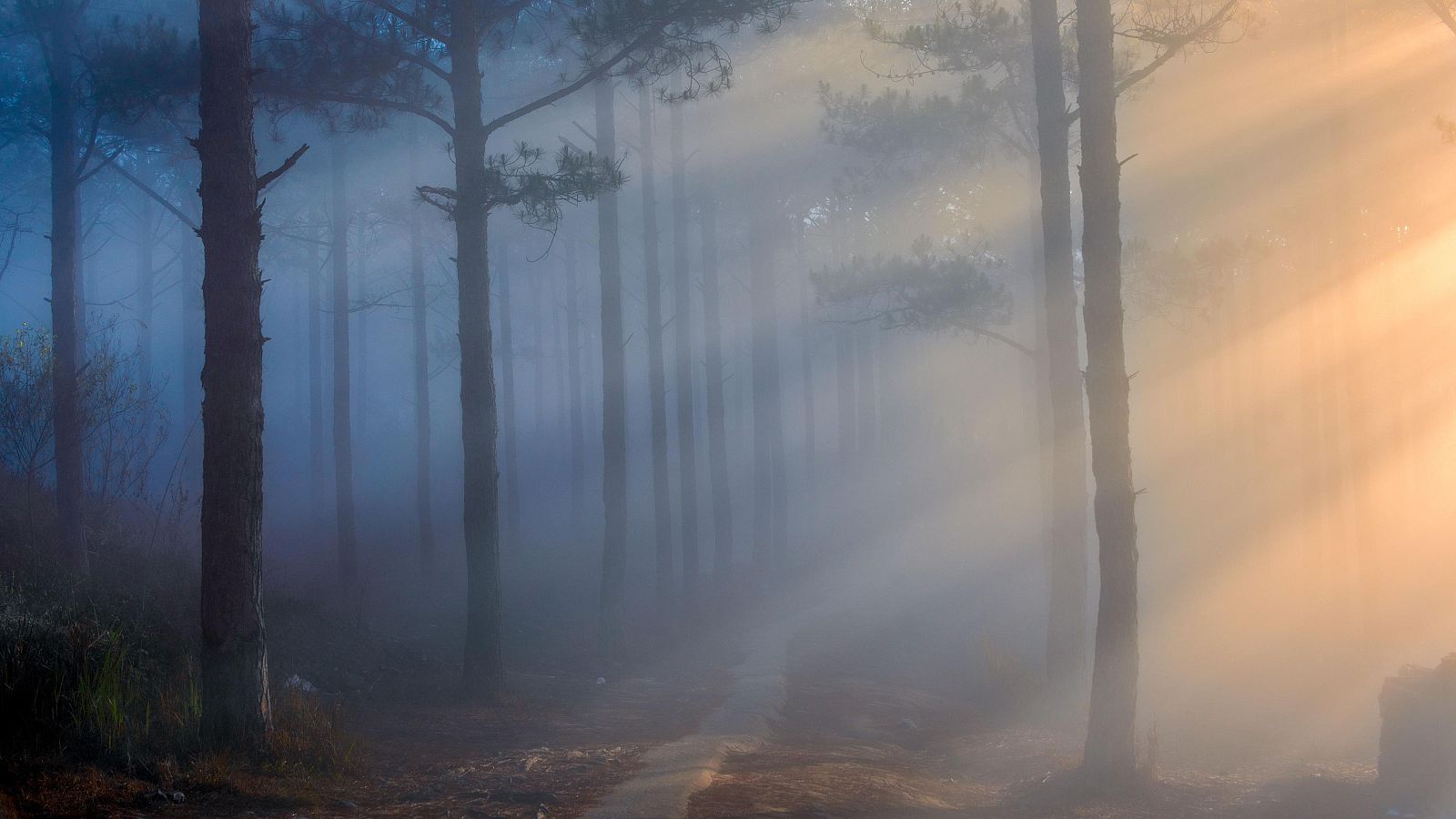 La saga Crepúsculo cumple 20 años - Telediario 1 | Ver