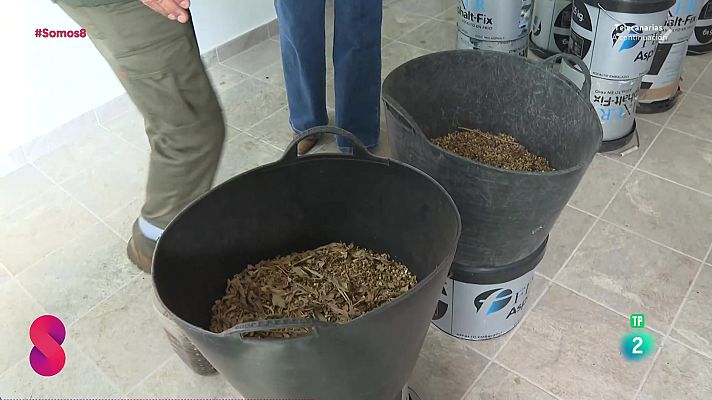 Somos 8 - Somos 8 - 29/09/2025