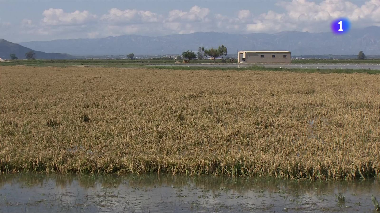 Les pluges malmeten la collita d'arròs al delta de l'Ebre