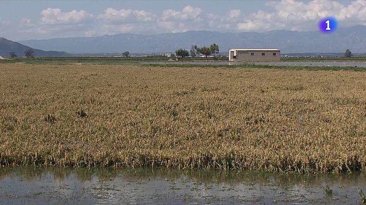 L'Informatiu - Les pluges malmeten la collita d'arròs al delta de l'Ebre