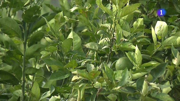 L'Informatiu - Balanç de les inundacions al Delta de l'Ebre