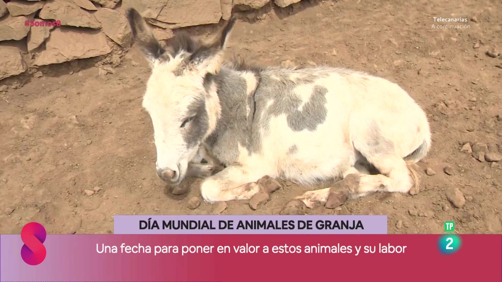 Somos 8 - 02/10/2025 - Somos 8 | Ver