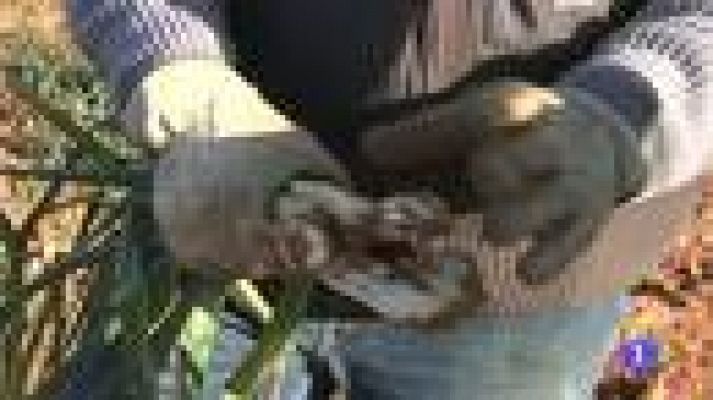 L'Informatiu - L'informatiu migdia - Aquest diumenge, comença la temporada dels Calçots a Valls