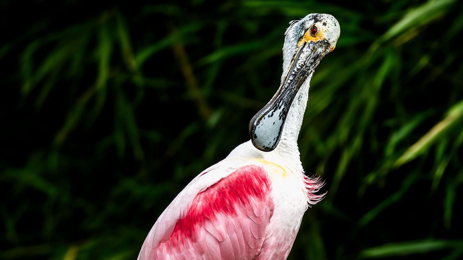 Aves, un indicador del estado del medioambiente | Ver
