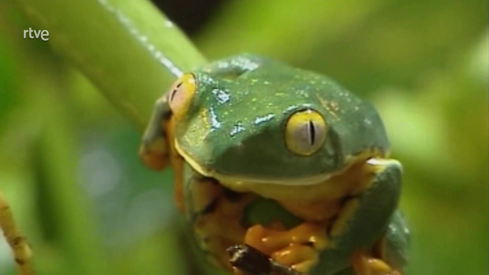 Las ranas y el museo | Ver