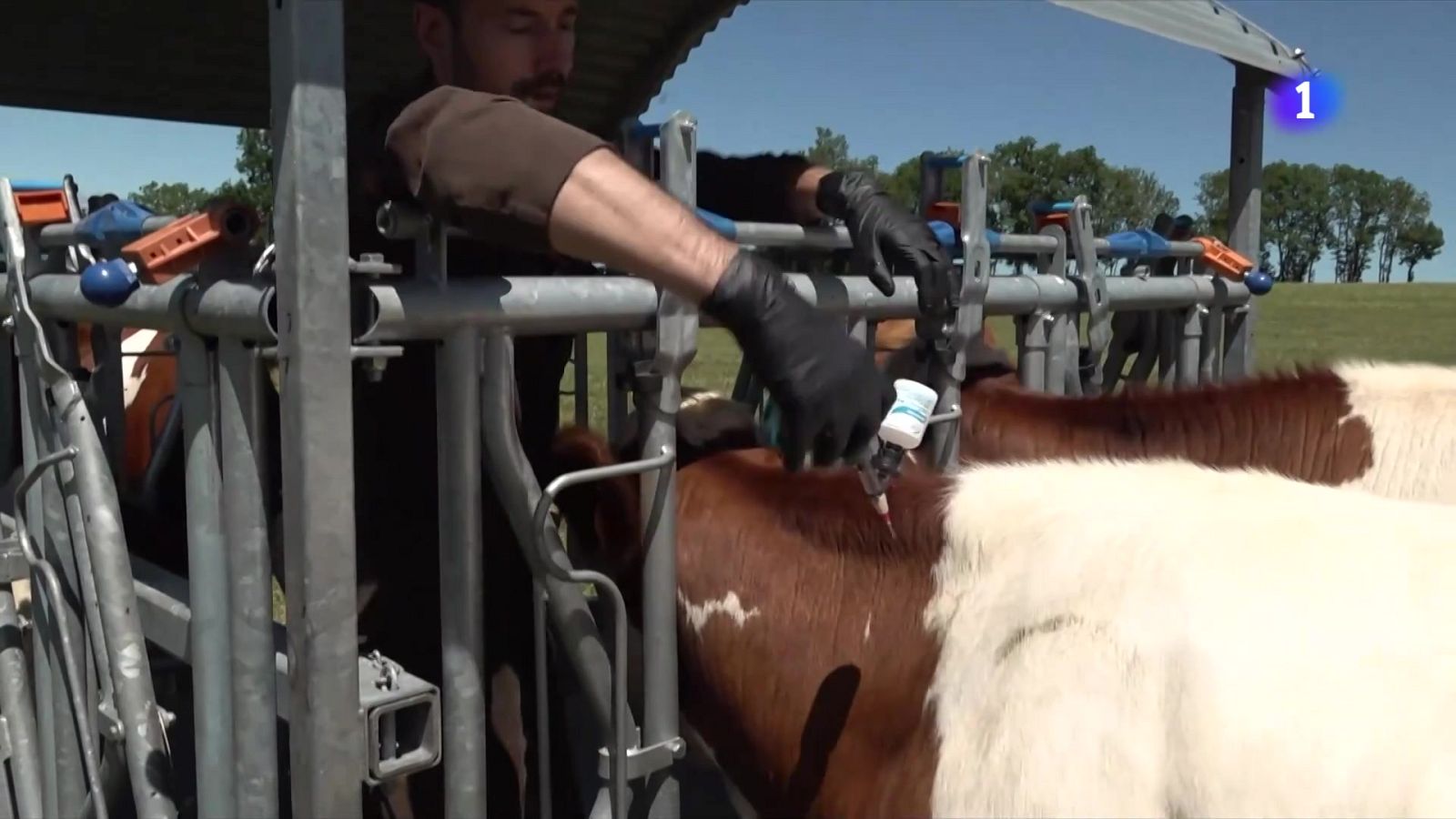 Pendents de tres nous casos de dermatosi nodular a l'Alt Empordà - L'Informatiu | Veure