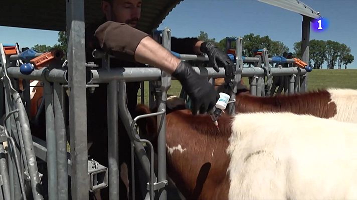 L'Informatiu - Pendents de tres nous casos de dermatosi nodular a l'Alt Empordà